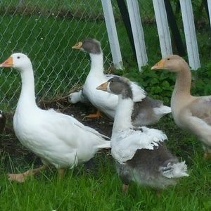 Meet your Posher, Sue